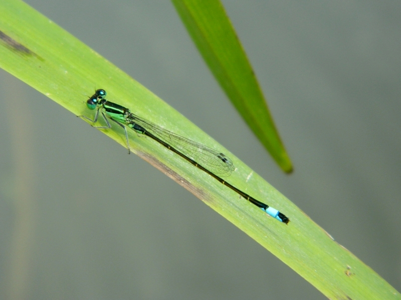 Ischnura elegans